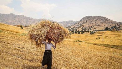 به گزارش فرصت رسانه به نقل از روستانیوز: الهام صادقی| به نظر میرسد، بخش کشاورزی در کشورمان، که زمانی ستون فقرات اقتصاد به شمار میرفت، در حال گذر از تحولی عمیق است. از سال ۱۳۸۴ تا ۱۴۰۲، سهم این بخش از کل اشتغال کشور از ۲۴.۲ درصد به ۱۴.۵ درصد کاهش یافته است، کاهشی ۴۰ درصدی که بهویژه در مناطق روستایی با افت ۲۵.۵ درصدی در مقایسه با کاهش ۱۱.۱ درصدی در مناطق شهری، محسوستر بوده است.
