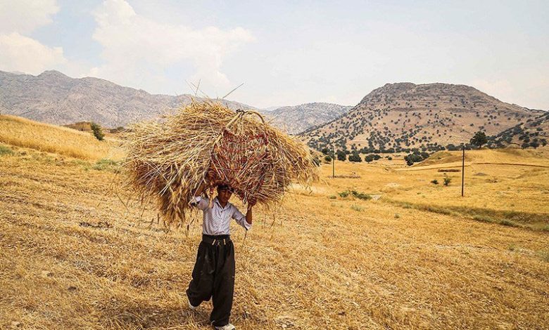 به گزارش فرصت رسانه به نقل از روستانیوز: الهام صادقی| به نظر می‎رسد، بخش کشاورزی در کشورمان، که زمانی ستون فقرات اقتصاد به شمار می‌رفت، در حال گذر از تحولی عمیق است. از سال ۱۳۸۴ تا ۱۴۰۲، سهم این بخش از کل اشتغال کشور از ۲۴.۲ درصد به ۱۴.۵ درصد کاهش یافته است، کاهشی ۴۰ درصدی که به‌ویژه در مناطق روستایی با افت ۲۵.۵ درصدی در مقایسه با کاهش ۱۱.۱ درصدی در مناطق شهری، محسوس‌تر بوده است.